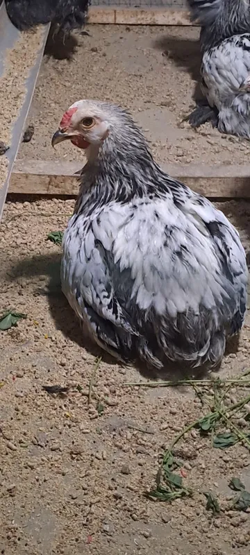 Karlik brama bor 6 Karlik brama bor 6