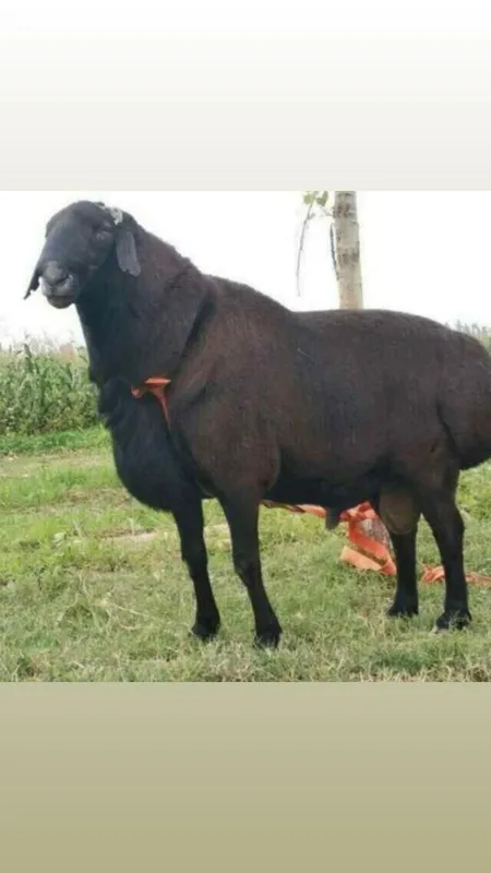 Qochqor qoy koy kochkor кочкор Qurbonlik, Курбонлик
