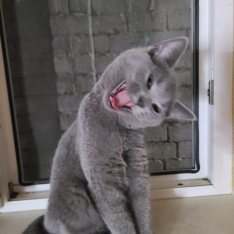 готовы к продаже британские котята — фото 2