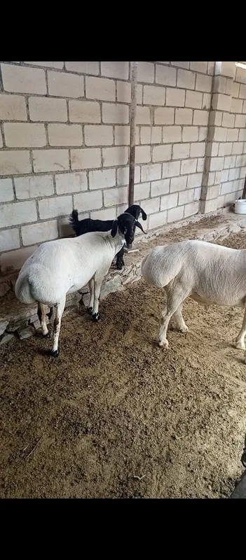 Кора кулок куйлар сотилади 4 Кора кулок куйлар сотилади 4