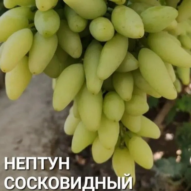 УЗУМ Аватар ламбаржини хелойин алвика велика сакура американски блек — фото 4 УЗУМ Аватар ламбаржини хелойин алвика велика сакура американски блек — фото 4
