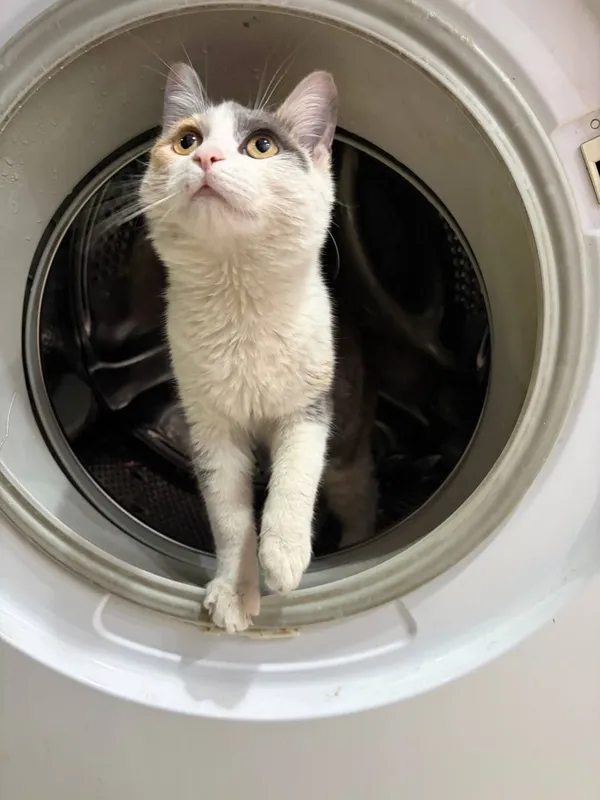 Котенок 7 месяцев, ищет свой дом! 2