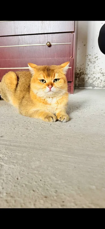 Oltin shinshilla ny11 zotli mushuk sotiladi, shoshilinch 1