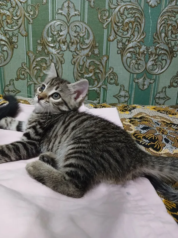 котята бесплатно