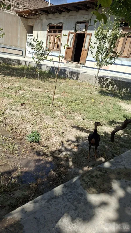 Продаются цыплята дакан 4 Продаются цыплята дакан 4