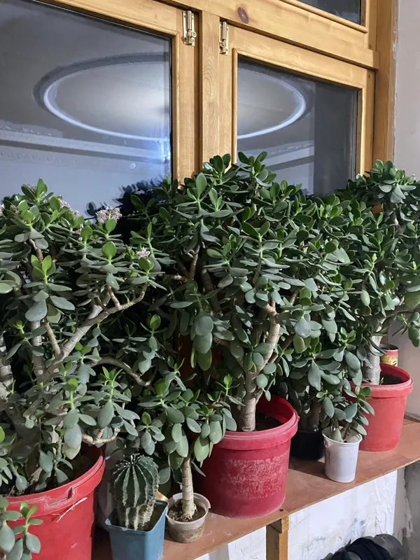 Dollr guli uyda tabiy o’stirilgan — фото 1