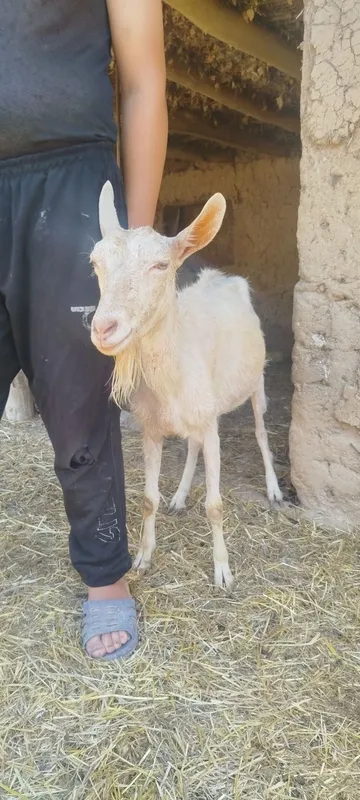 Sot yoʻnalishdagi toza echkilar 7 Sot yoʻnalishdagi toza echkilar 7