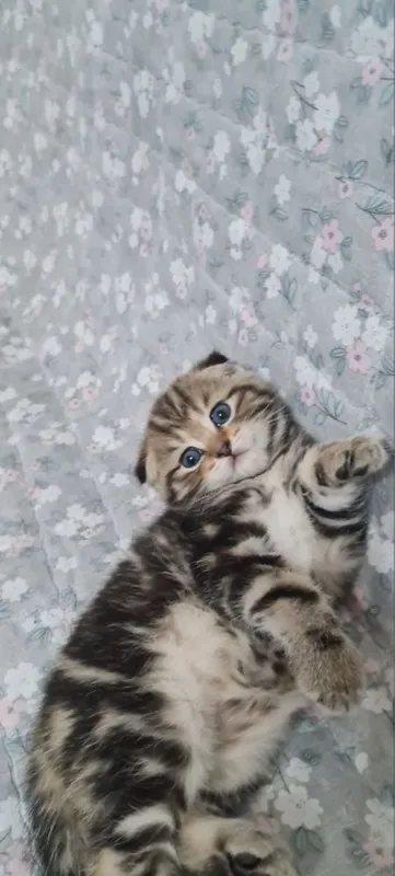 Красивые Котята скотиш фолд — фото 2