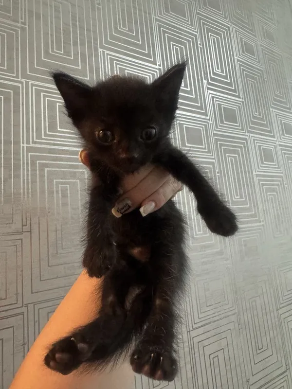 Черные котята срочно 3шт