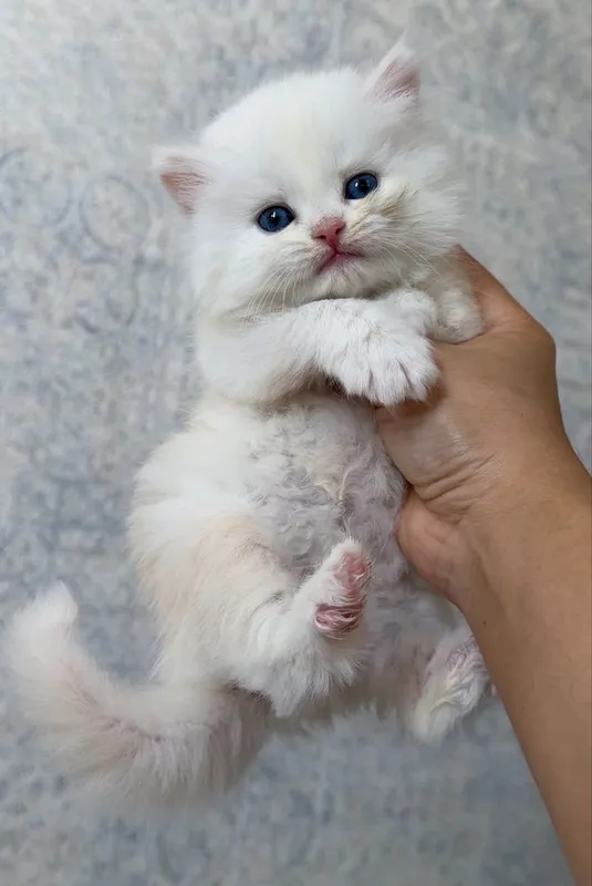 British longhair mushukcha sotiladi