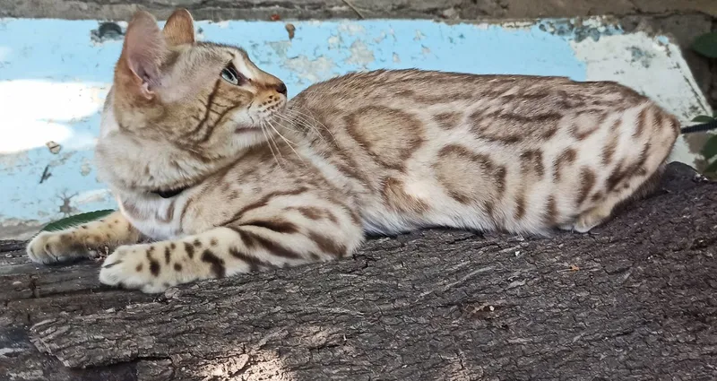 срочно кошка — фото 2