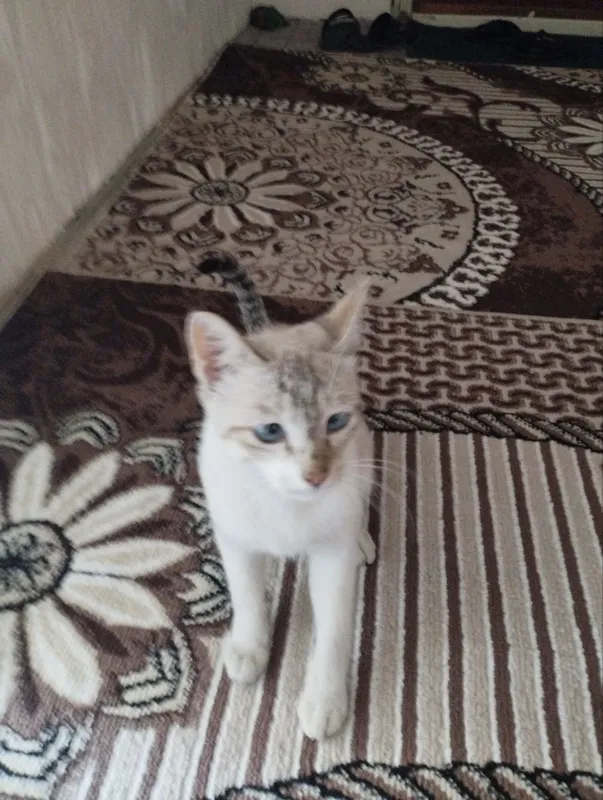 Продается котёнок 3 Продается котёнок 3