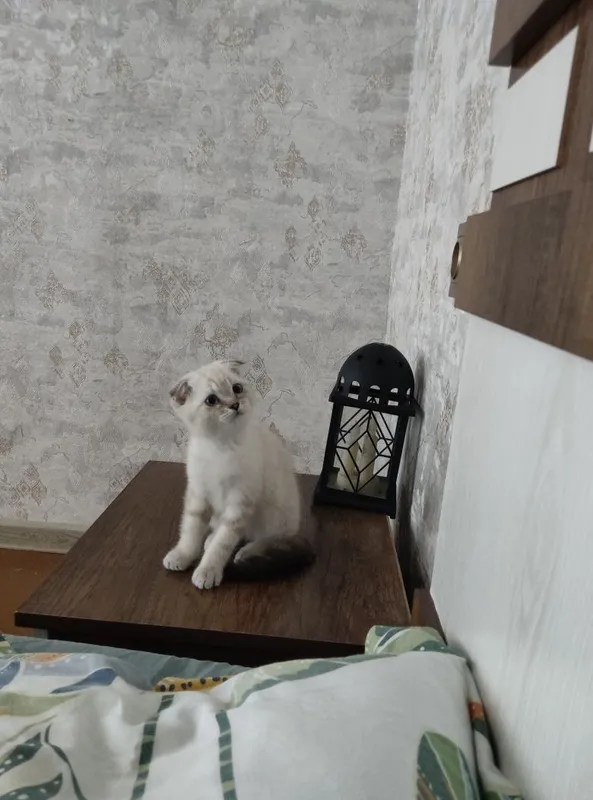 Продается котенок девочка скотиш фолд родилась 4 апреля 3