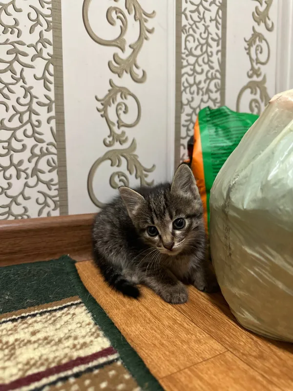 Котята, домашние, для пристройства, 1,5 месяца — фото 4