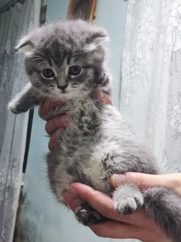 Продаются котята британские веслоухие