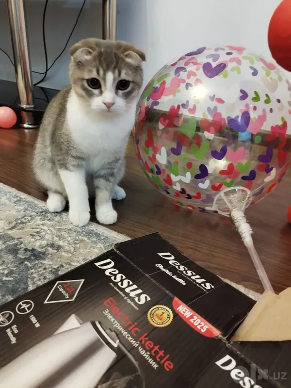 Скоттиш фолд киз 1 Скоттиш фолд киз 1