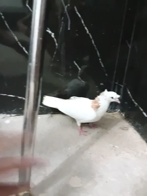 Iroq Kabutar sotiladi 2 Iroq Kabutar sotiladi 2