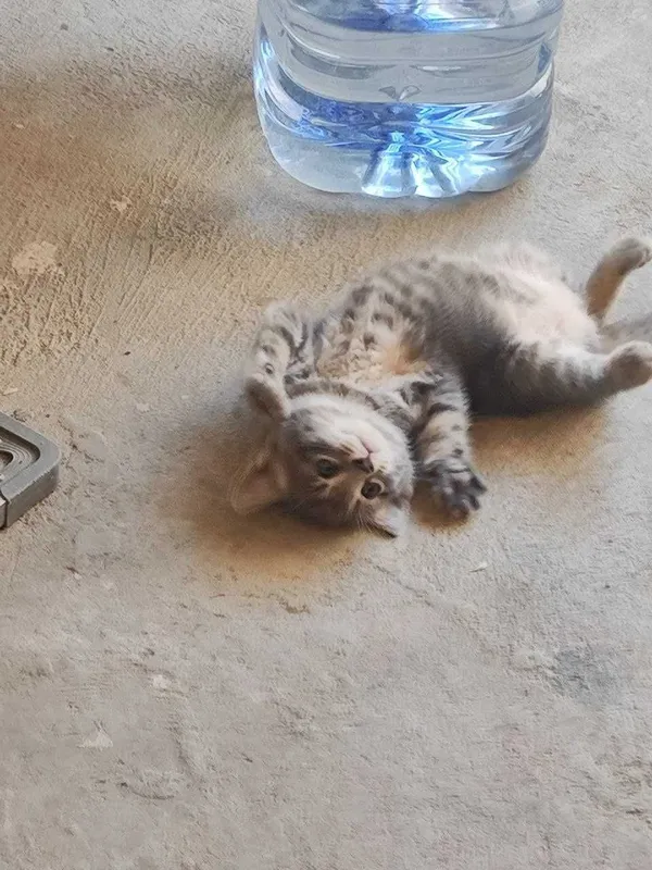 Кошка и три котят — фото 1