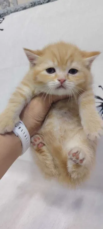 Скотиш страйт котята 2 Скотиш страйт котята 2