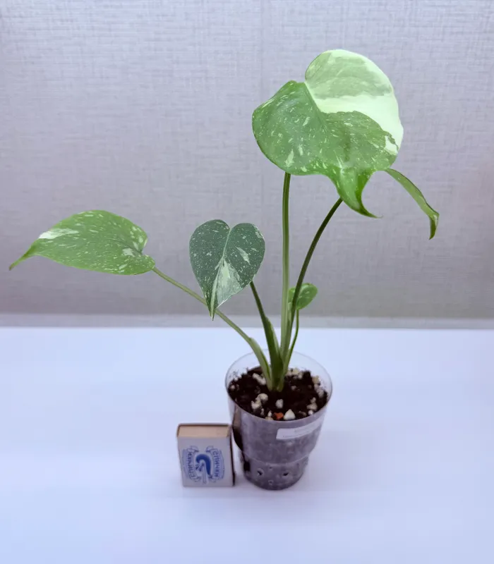 Monstera, uy o‘simliklari 2