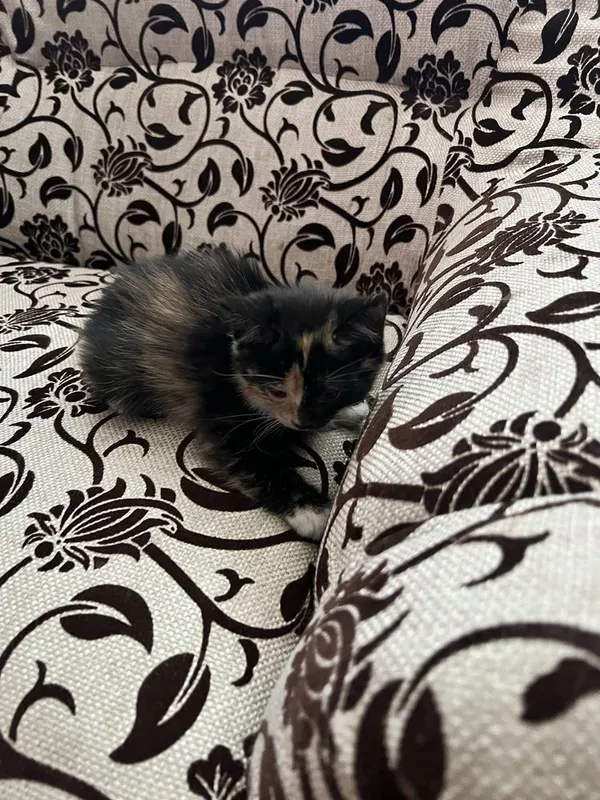 Милые котята в добрые руки — фото 2