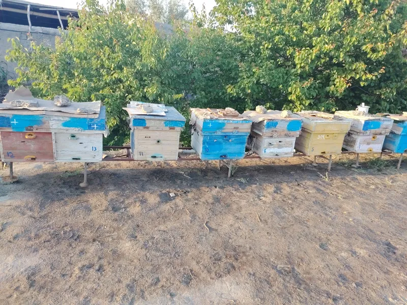 Asal ari oilasi sotiladi asali xali tortilmagan bolalari xam bor — фото 1
