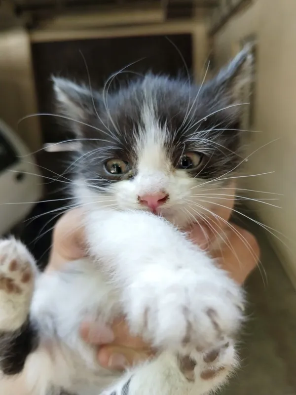 Котёнок улица фаргона Юли Казинка нахожусь — фото 1