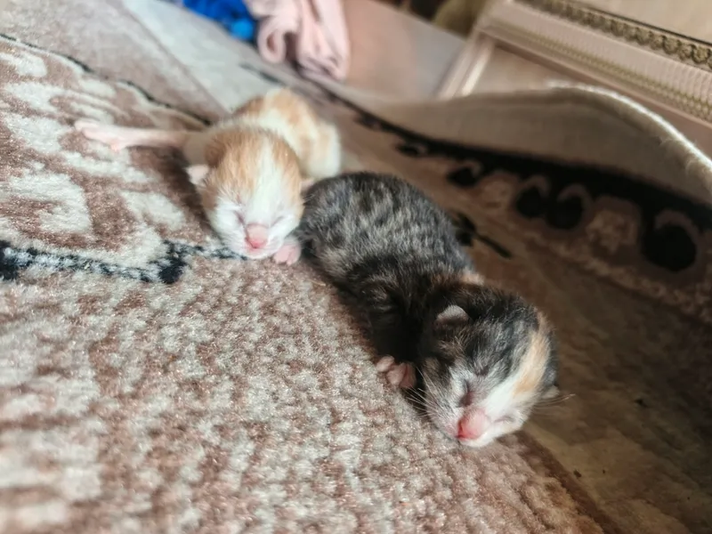 Котёнок Котёнок