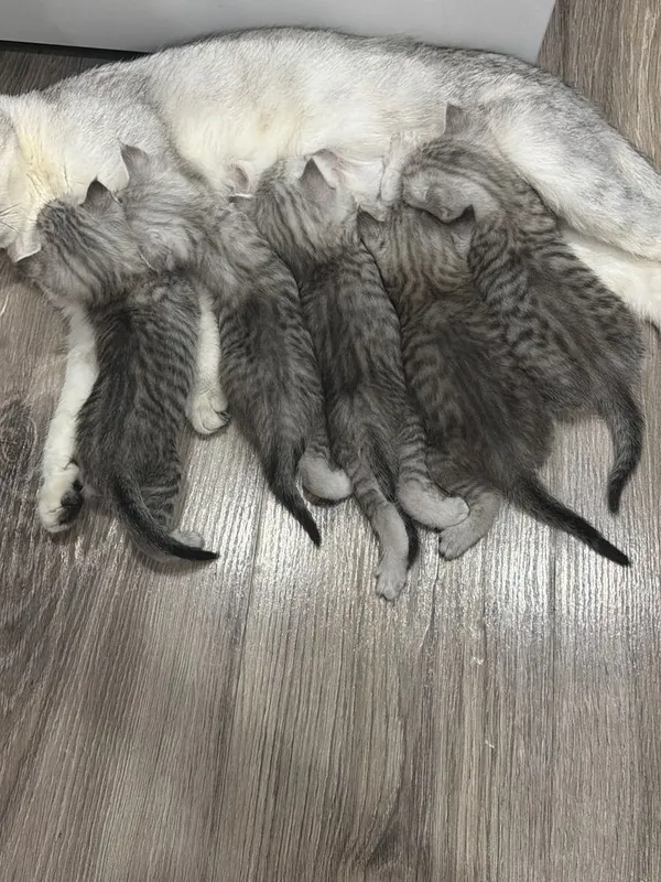 Котята к песку приучены 2 Котята к песку приучены 2