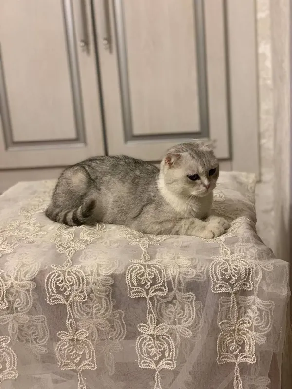Продаётся серебристая шиншилла 1