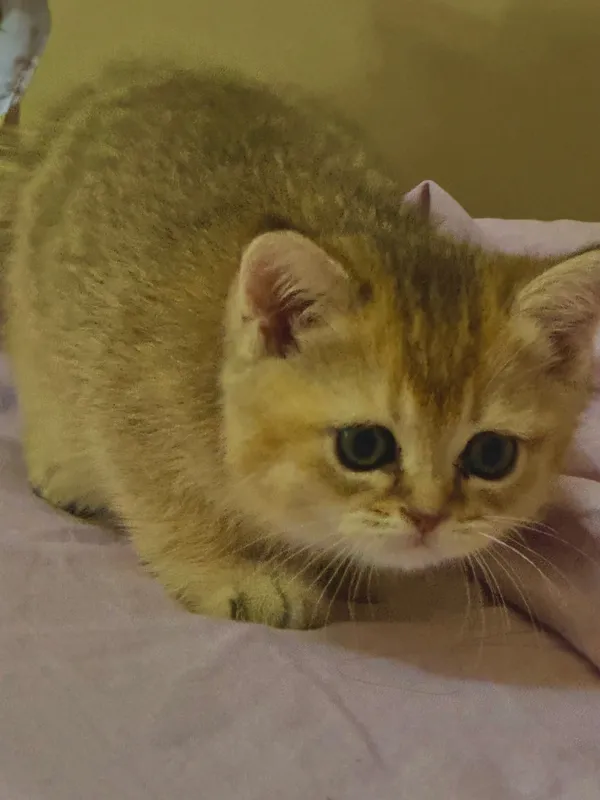 Продаются котята породы Голд Шиншила (Gold shinshila) 4 Продаются котята породы Голд Шиншила (Gold shinshila) 4