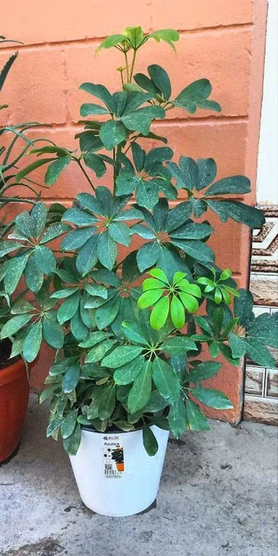Shefflera gullari