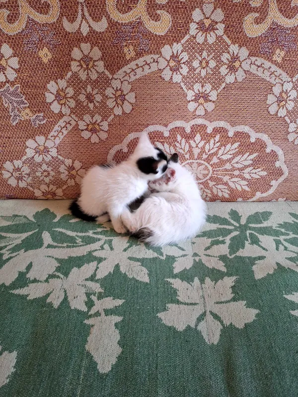 Отдам котят даром в добрые руки.Фергана. — фото 3