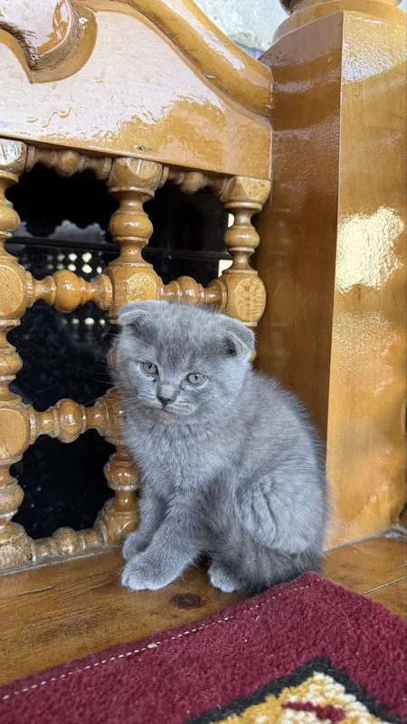Британские кошки — фото 6