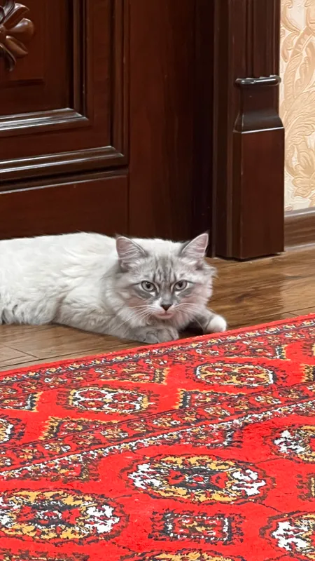 Муси лакабли мушук — фото 3