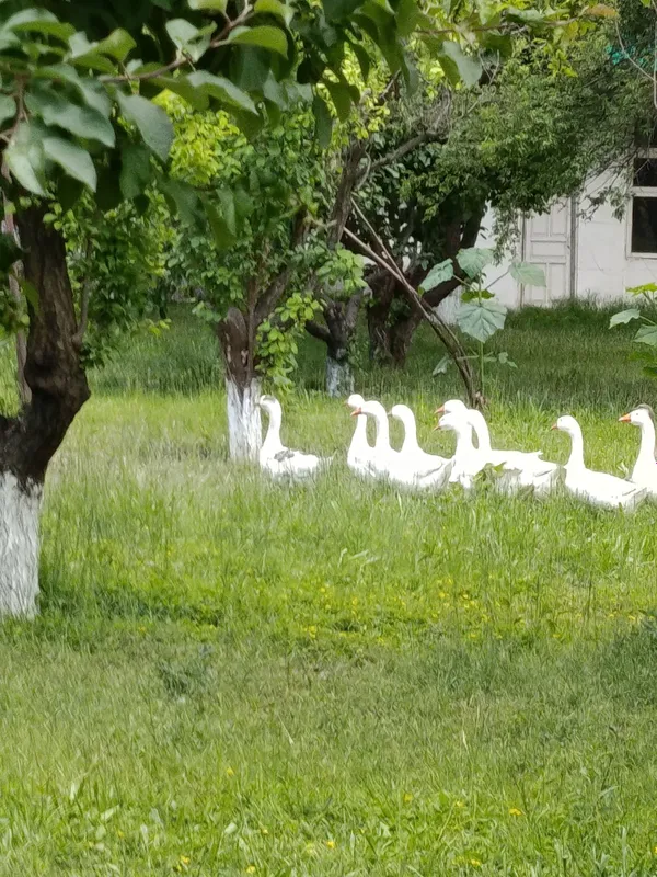 Гоз Линда Гус Линда — фото 6