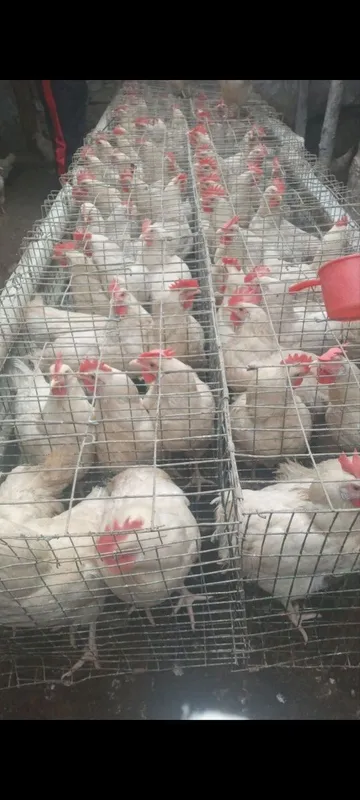 Loman sendi tovuqlari 1 Loman sendi tovuqlari 1