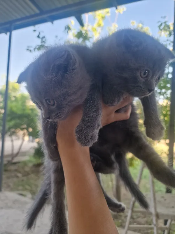 "Scottish fold" parodali mushukchalar — фото 3