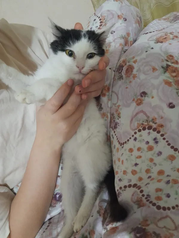 Отдаём даром в хорошие и добрые руки котята очень послушный — фото 1