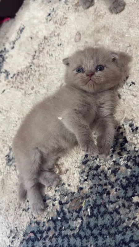Кошки лиловые 1,5 месяца. 3