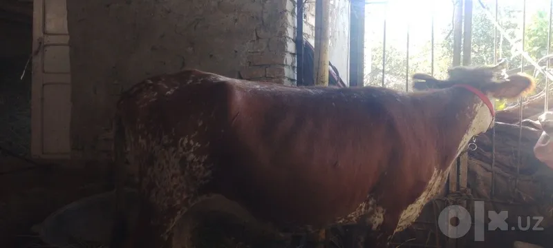 Buğoz sotiladi kafolati bilan 6 Buğoz sotiladi kafolati bilan 6