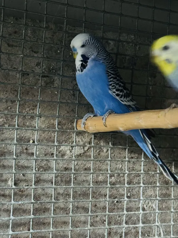 Qushla toza zot Toshkenda spengal andulka — фото 2