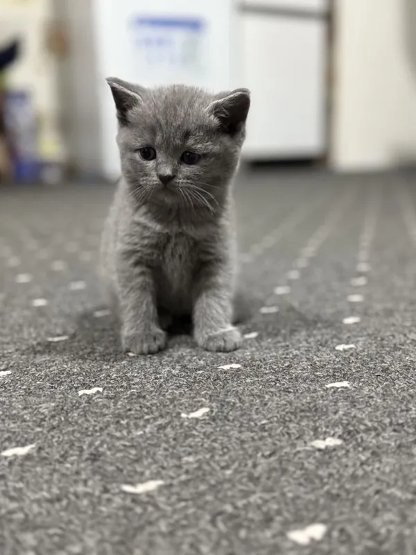 Британсике котята — фото 4