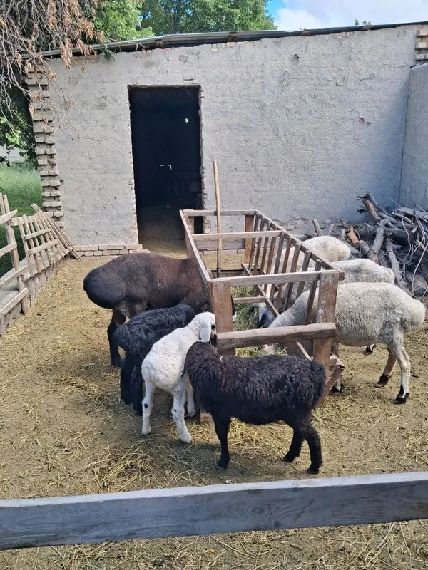 Qoylar sotiladi