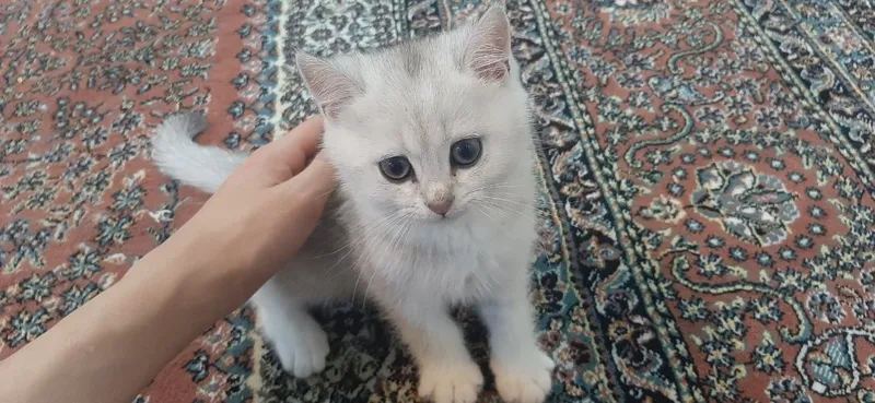 Кот скотиш страйт