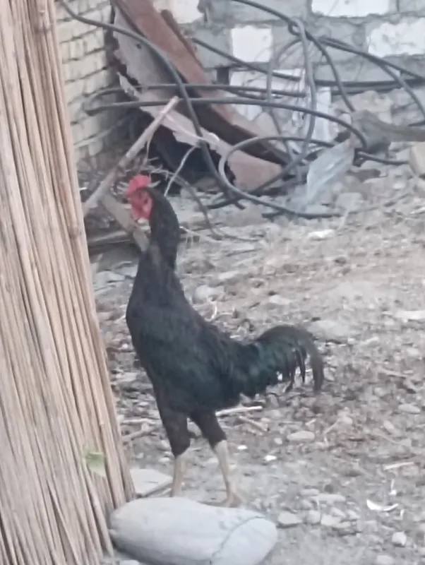 kulangi xòroz sotiladi 3 kulangi xòroz sotiladi 3