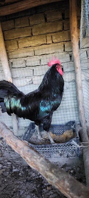 Qora jersi xoʻroz