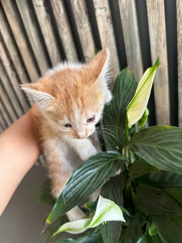 маленкий кошка для хороших руках