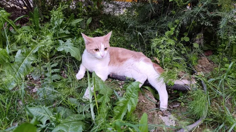 Кошка в добрые руки
