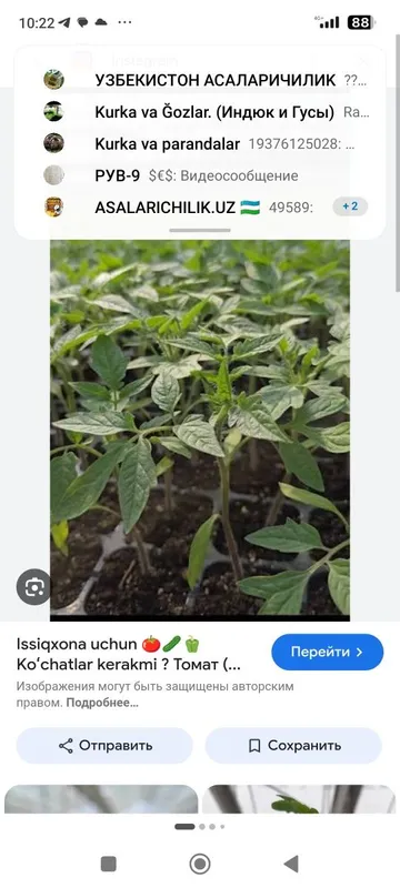 Pamidor kochatlari